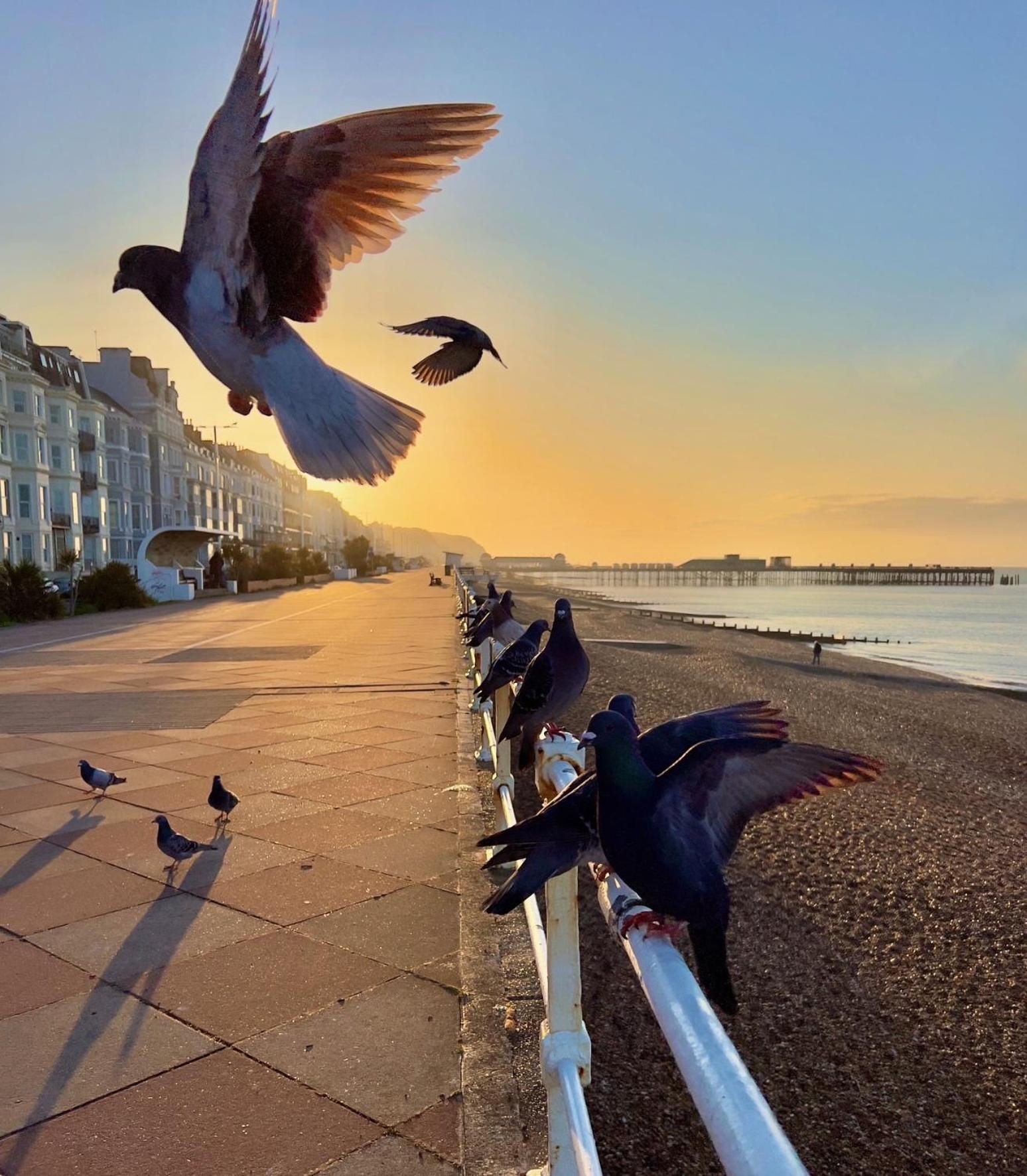Buttercup Cottage Off-Street Parking 2 Large Suvs 3 Minutes To Beach St Leonards-on-Sea Екстериор снимка